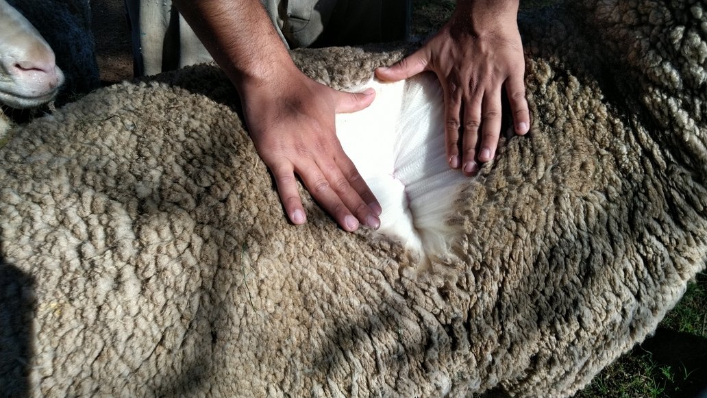 La laine mérinos dans les textiles pour enfants, OUI ou NON ! | Ellies Favorites