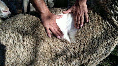 La laine mérinos dans les textiles pour enfants, OUI ou NON ?!